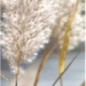 Papyrus moléculaire - Eau de parfum - Crivelli (100 ml) A la recontre des femmes fumant le cigarillos Papyrus moléculaire - Eau de parfum - Crivelli (100 ml) A la recontre des femmes fumant le cigarillos