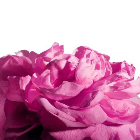 Spicydelice Parfum J.U.S