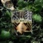 Fièvre verte - Eau de parfum - Kilian - Un goût d'absynthe Fièvre verte - Eau de parfum - Kilian - Un goût d'absynthe