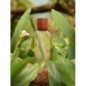 Tierra Maya - Eau de parfum - Nissaba (100 ml) Escale au Gautemala Tierra Maya - Eau de parfum - Nissaba (100 ml) Escale au Gautemala